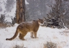 Cougar - Jenny Hibbert - Best colour print